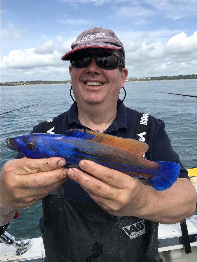 1 lb 10 oz Cuckoo Wrasse by Unknown