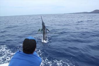 650 lb Blue Marlin by Andy Thomas