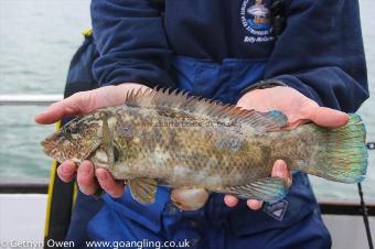 1 lb 8 oz Ballan Wrasse by Billy