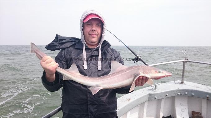 8 lb 3 oz Starry Smooth-hound by Paul from Kent