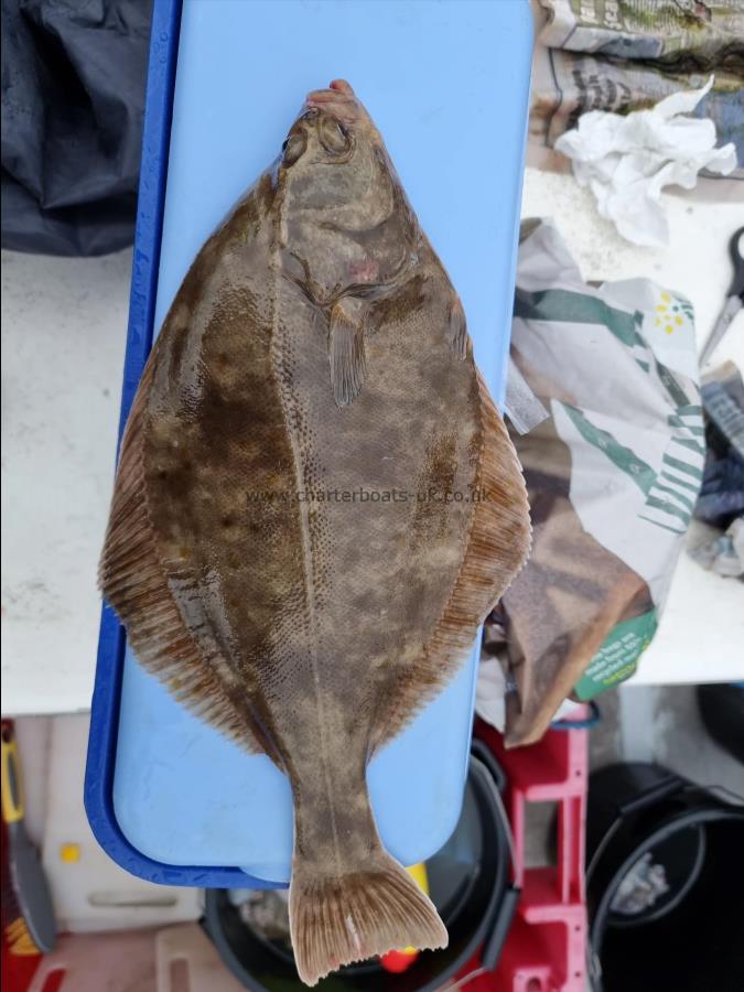 1 lb 5 oz Flounder by Unknown