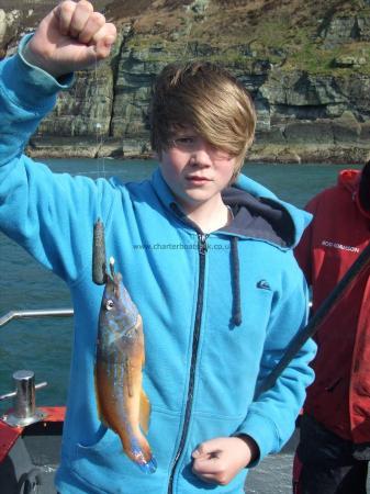 1 lb 6 oz Cuckoo Wrasse by Unknown