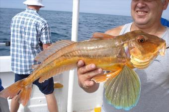 6 lb Tub Gurnard by Mell