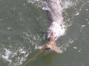 35 lb Conger Eel by Unknown