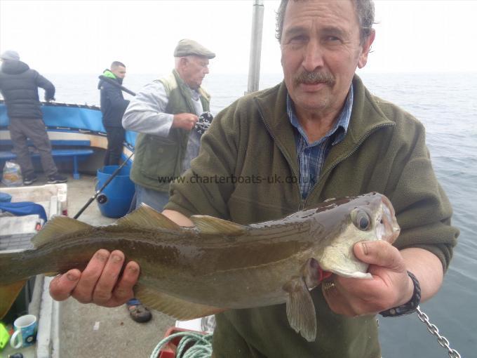 7 lb 8 oz Pollock by one of many caght by barry
