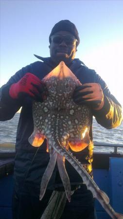 6 lb Thornback Ray by darren edwards