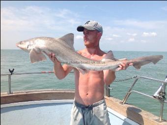 17 lb Starry Smooth-hound by Glen