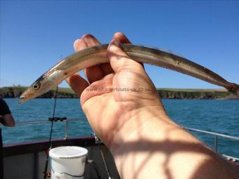 4 oz Greater Sand Eel by Cardiff Boys