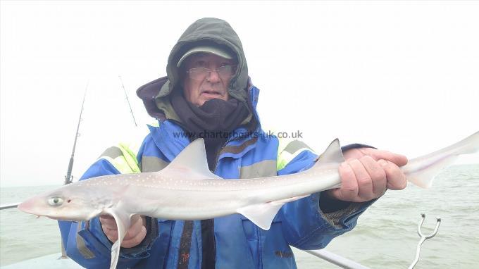 5 lb Starry Smooth-hound by Nigel