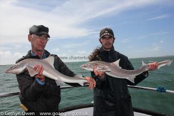 7 lb Starry Smooth-hound by Guys