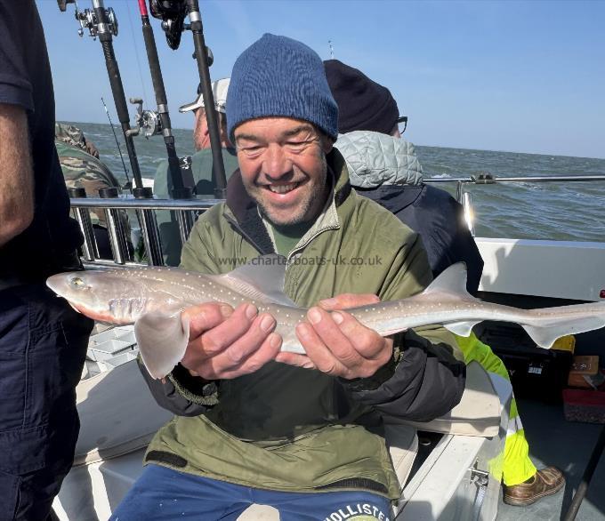 3 lb Starry Smooth-hound by Rob