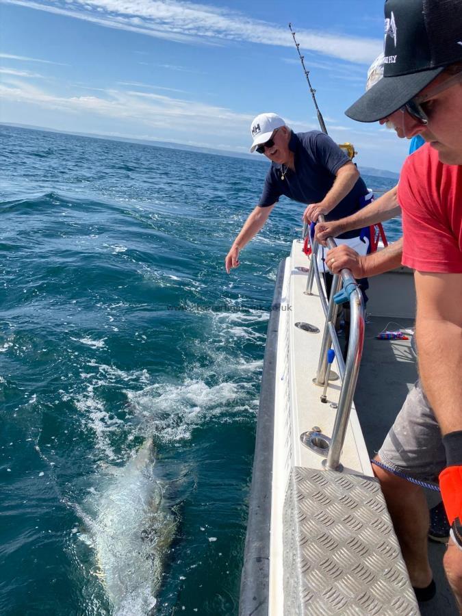370 lb Bluefin Tuna by Unknown