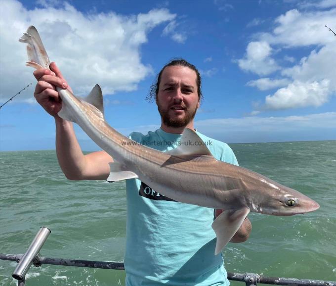 7 lb Smooth-hound (Common) by Unknown