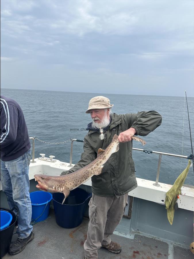 11 lb Bull Huss by Kev aka Chris
