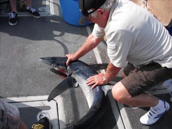 52 lb 7 oz Blue Shark by Unknown