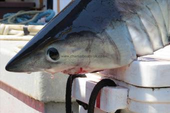 45 lb Porbeagle by Top Dwaff