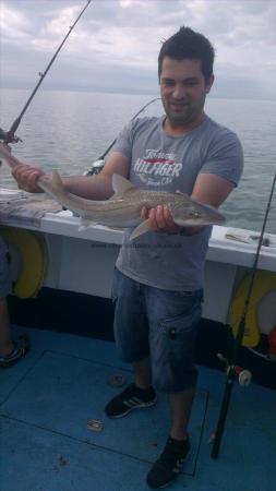 5 lb Starry Smooth-hound by dan