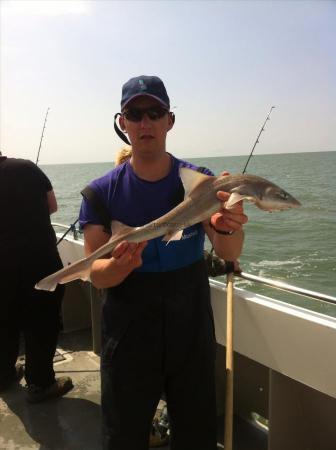 4 lb Starry Smooth-hound by Brad