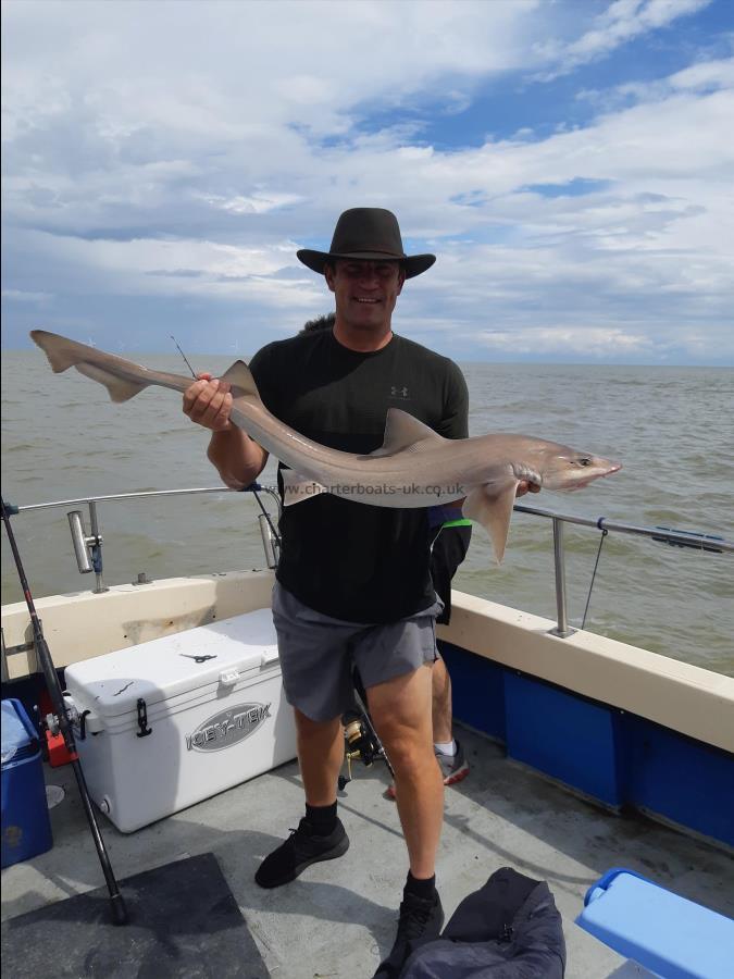 12 lb Starry Smooth-hound by Unknown