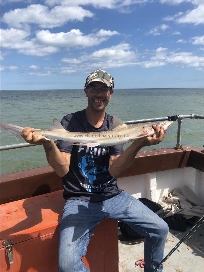 7 lb 5 oz Starry Smooth-hound by Unknown