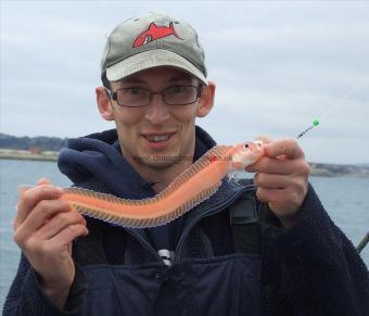 2 oz Red Band Fish by Peter Collings