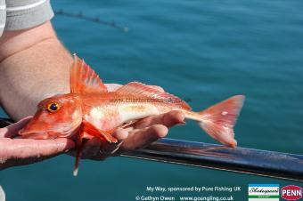 1 lb 8 oz Red Gurnard by Dave