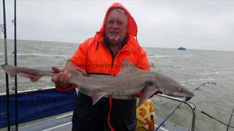10 lb 9 oz Smooth-hound (Common) by Paul