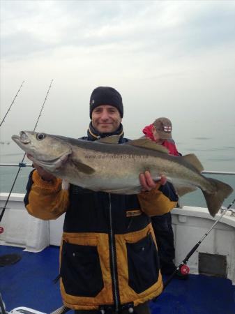 13 lb 12 oz Pollock by Mark