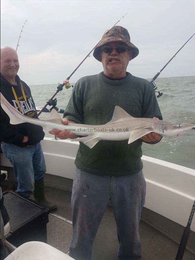 5 lb Starry Smooth-hound by Eric wright