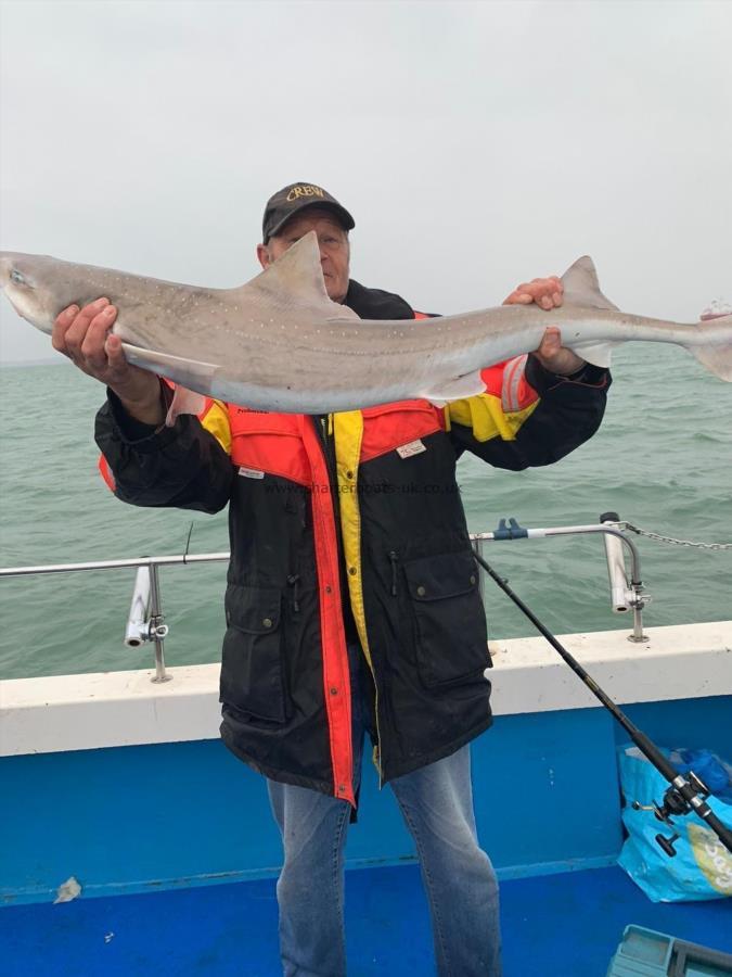 15 lb 5 oz Starry Smooth-hound by Kevin richmond