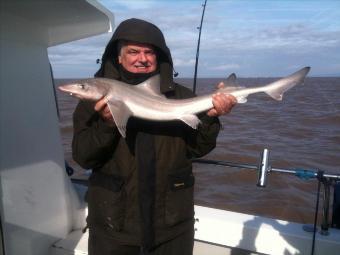 9 lb 14 oz Starry Smooth-hound by Unknown