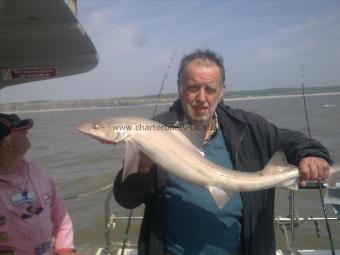 10 lb Smooth-hound (Common) by ray
