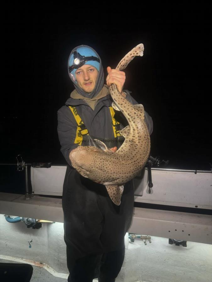 10 lb Bull Huss by Unknown