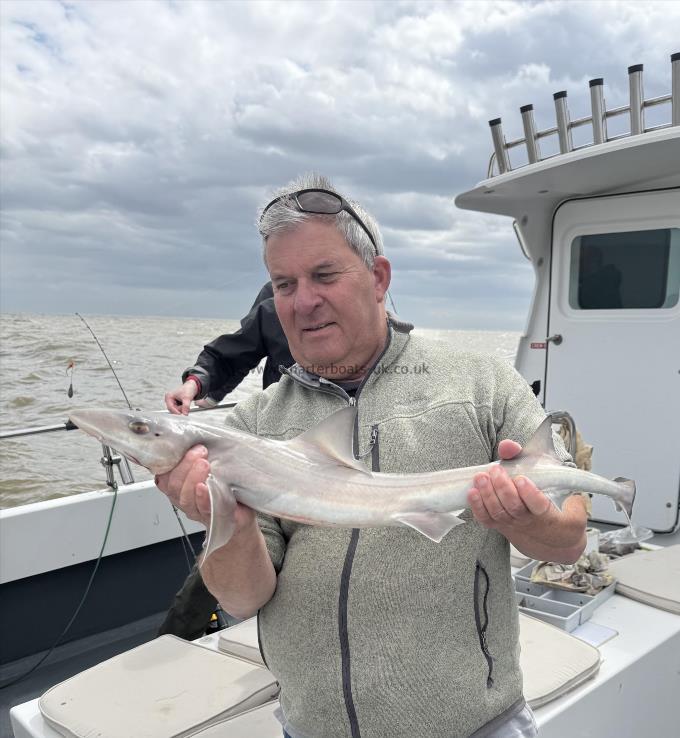 5 lb 3 oz Starry Smooth-hound by Ross