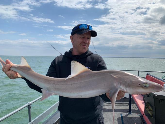 13 lb Smooth-hound (Common) by Unknown