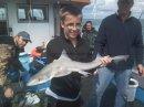 10 lb Smooth-hound by Unknown