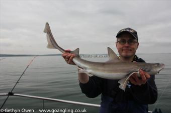 12 lb Starry Smooth-hound by Billy