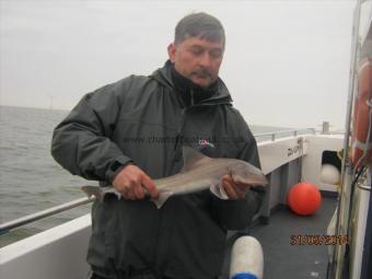 3 lb Smooth-hound (Common) by Unknown