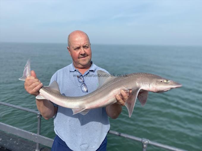 11 lb 5 oz Starry Smooth-hound by Unknown