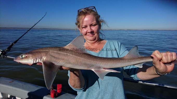 6 lb 4 oz Starry Smooth-hound by Karen from Kent