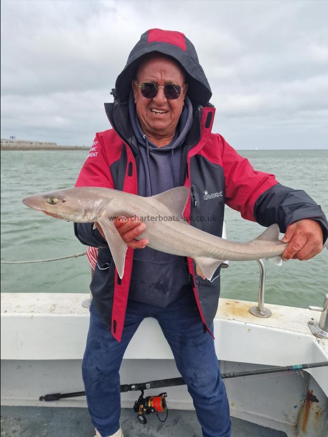 5 lb Starry Smooth-hound by John