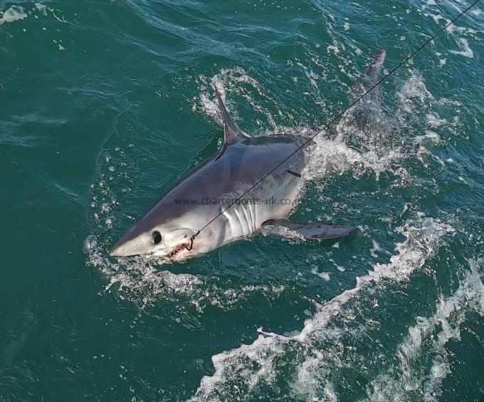 190 lb Porbeagle by Unknown