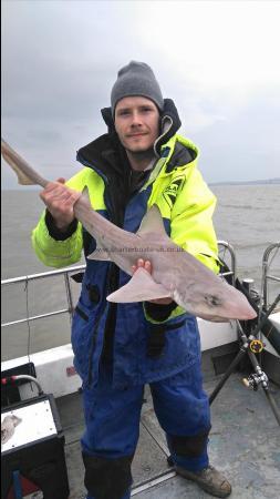 8 lb Smooth-hound (Common) by Declan