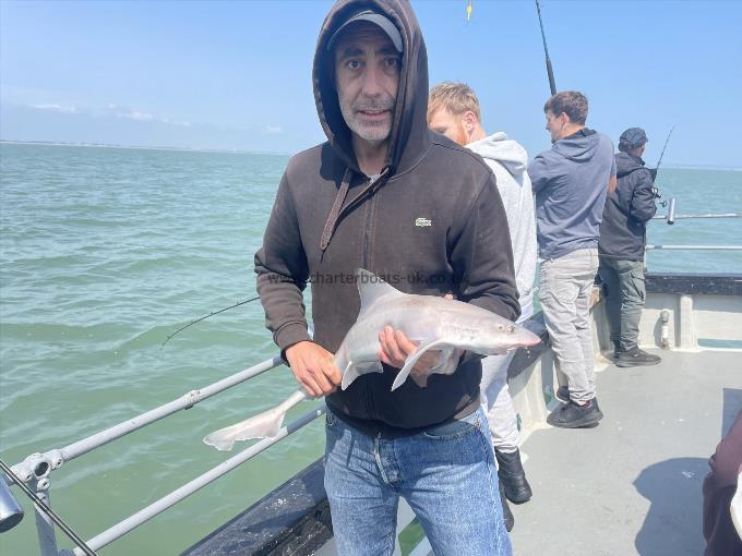 6 lb Smooth-hound by Unknown