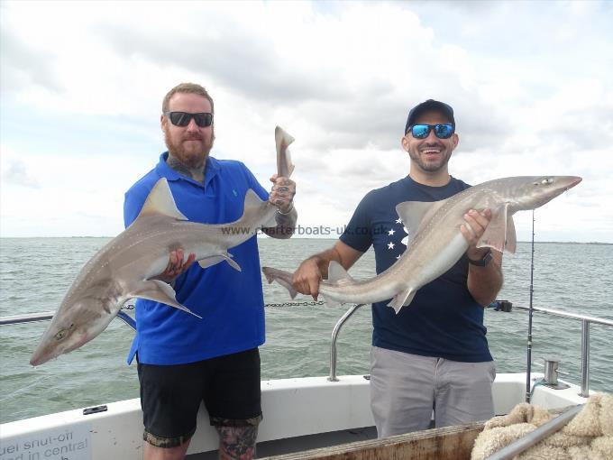 2 oz Smooth-hound by Unknown