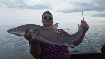 17 lb Starry Smooth-hound by Podster