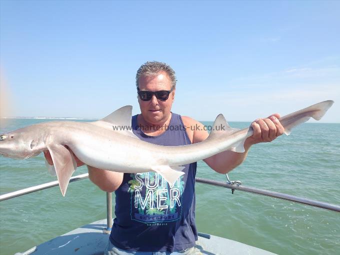 12 lb 4 oz Starry Smooth-hound by Roger From Kent