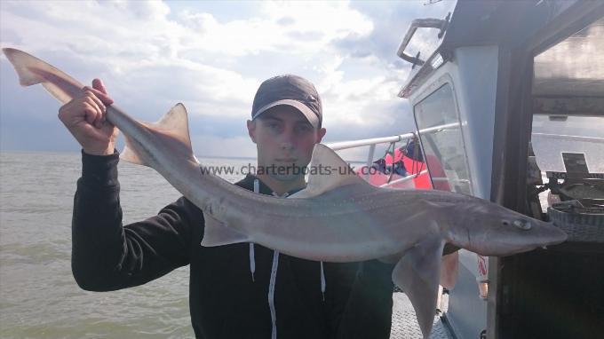 11 lb 6 oz Smooth-hound (Common) by Dan from Kent