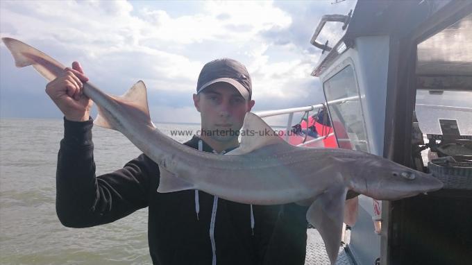 11 lb 6 oz Smooth-hound by Dan from Kent