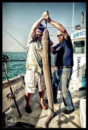 60 lb Conger Eel by Unknown